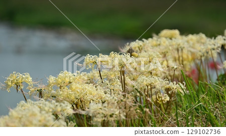 Red spider lily (Lycoris radiata) Red spider lily (Lycoris radiata) 129102736