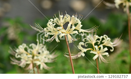Red spider lily (Lycoris radiata) Red spider lily (Lycoris radiata) 129102737