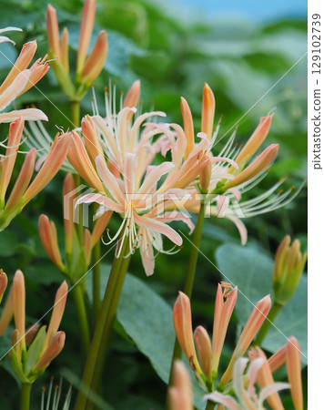 Red spider lily (Lycoris radiata) Red spider lily (Lycoris radiata) 129102739