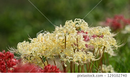Red spider lily (Lycoris radiata) Red spider lily (Lycoris radiata) 129102740