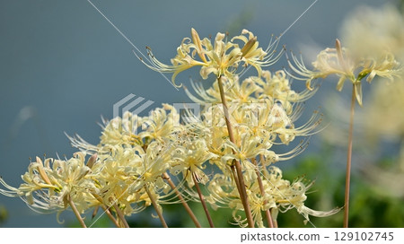 Red spider lily (Lycoris radiata) 129102745