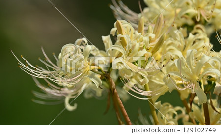 Red spider lily (Lycoris radiata) Red spider lily (Lycoris radiata) 129102749