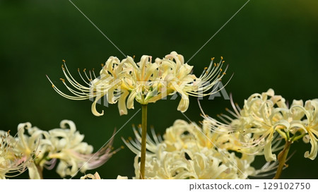 Red spider lily (Lycoris radiata) Red spider lily (Lycoris radiata) 129102750