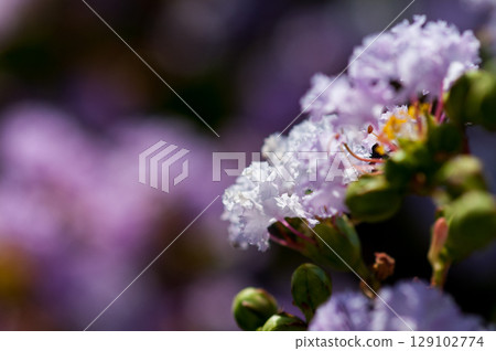 Crape myrtle flower Crape myrtle flower 129102774