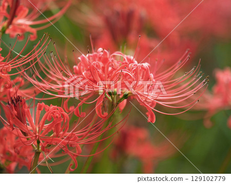 Red spider lily (Lycoris radiata) Red spider lily (Lycoris radiata) 129102779