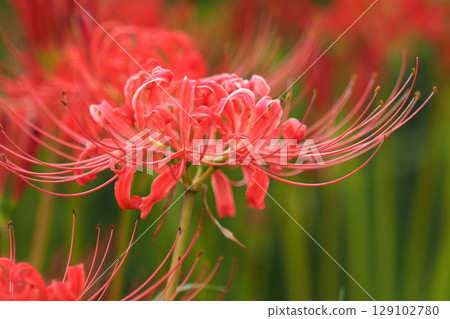 Red spider lily (Lycoris radiata) Red spider lily (Lycoris radiata) 129102780