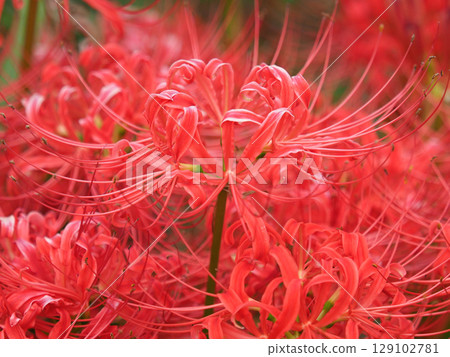 Red spider lily (Lycoris radiata) 129102781