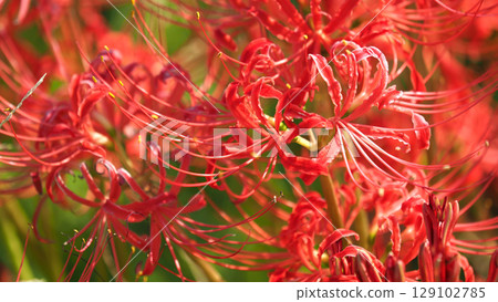 Red spider lily (Lycoris radiata) Red spider lily (Lycoris radiata) 129102785