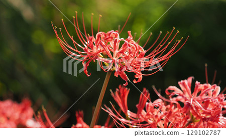 Red spider lily (Lycoris radiata) Red spider lily (Lycoris radiata) 129102787