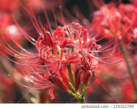Red spider lily (Lycoris radiata) Red spider lily (Lycoris radiata) 129102789