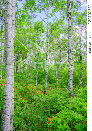 [Yachiho Plateau] Birch Grove [Sakuho Town] 129102833