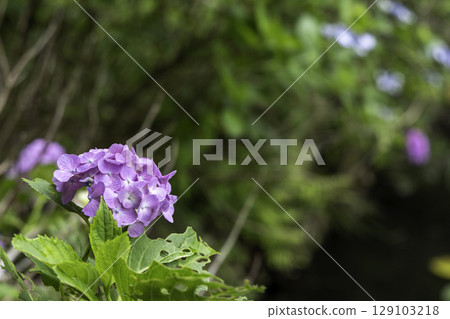 A close-up of purple hydrangeas blooming at Minokamo Health Forest Park in Minokamo City, Gifu Prefecture 129103218