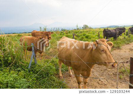 Plateau and cows at dusk (Kuju Plateau, Taketa City, Oita Prefecture) 129103244