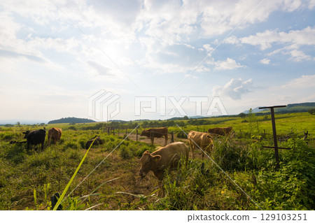 Plateau and cows at dusk (Kuju Plateau, Taketa City, Oita Prefecture) 129103251