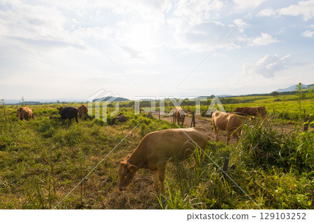 黃昏的高原與牛群（大分縣竹田市九重高原） 129103252