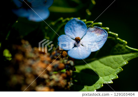 Blue Hydrangea 129103404
