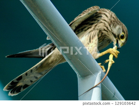 A kestrel eating a lizard. 129103642