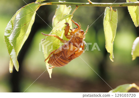 蛻下的蟬殼 蛻下的蟬殼 129103720