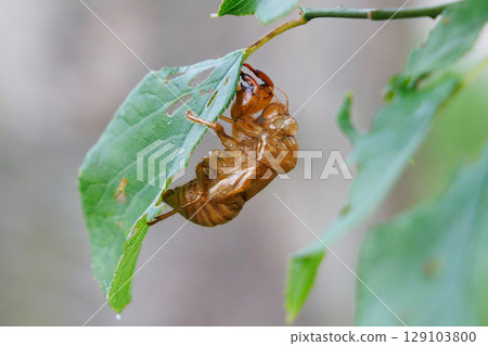 molted cicada shell 129103800