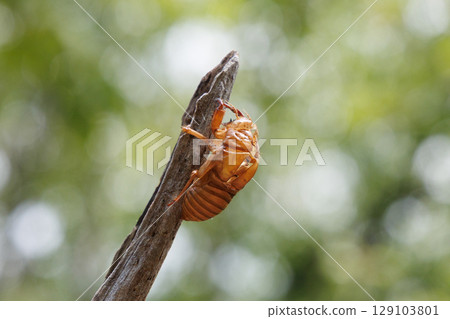molted cicada shell 129103801