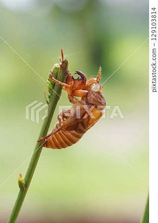 蛻下的蟬殼 129103814