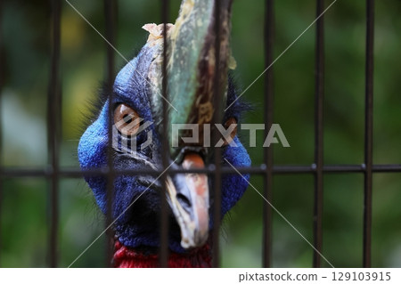 巴布亞食火雞的強大面孔 巴布亞食火雞的強大面孔 129103915