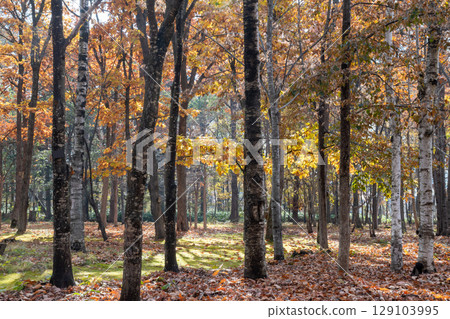 陽光明媚的秋天公園 129103995
