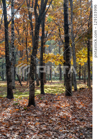 陽光明媚的秋天公園 129103996