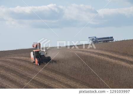 秋大豆收穫 129103997