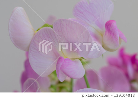 一束粉色甜豌豆 129104018