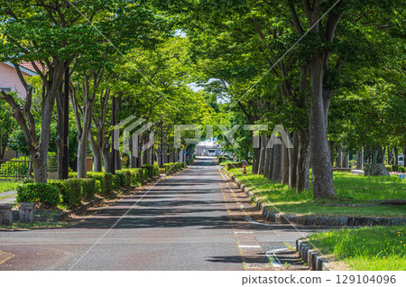 Tree-lined street in front of Makino Station on the Kosei Line, Makino Town, Takashima City, Shiga Prefecture Tree-lined street in front of Makino Station on the Kosei Line, Makino Town, Takashima City, Shiga Prefecture 129104096