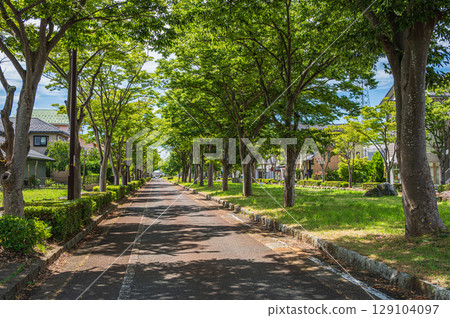 滋賀縣高島市牧野町湖西線牧野站前的林蔭道 滋賀縣高島市牧野町湖西線牧野站前的林蔭道 129104097