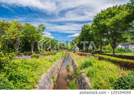 滋賀縣高島市牧野町湖西線牧野站前的林蔭道 滋賀縣高島市牧野町湖西線牧野站前的林蔭道 129104099