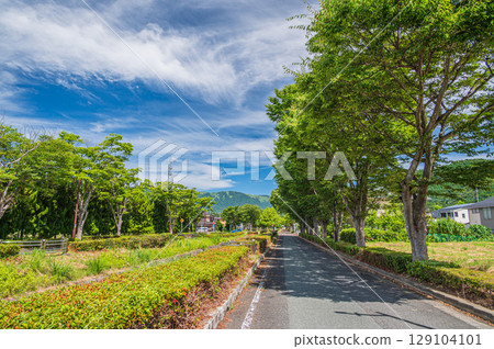 Tree-lined street in front of Makino Station on the Kosei Line, Makino Town, Takashima City, Shiga Prefecture 129104101