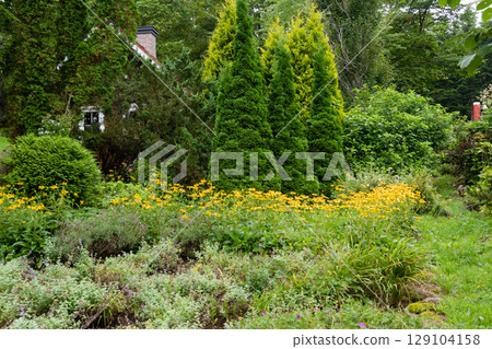 被黃色花朵和柏樹環繞的花園 129104158
