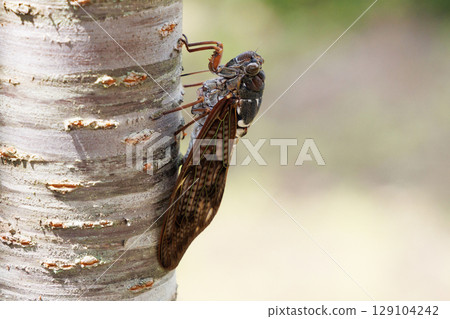 Abra Zemi停在樹上 129104242