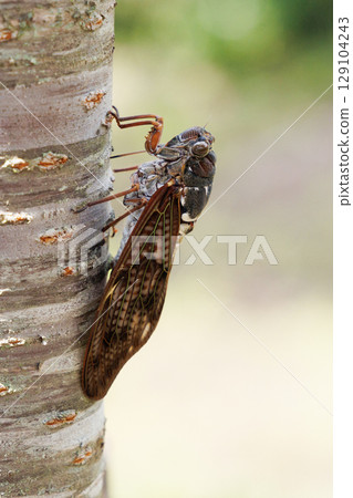 Abra Zemi停在樹上 129104243