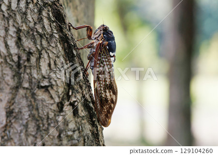 Abra Zemi stopping in a tree 129104260