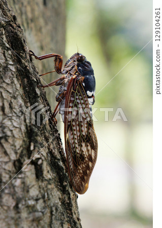 Abra Zemi stopping in a tree Abra Zemi stopping in a tree 129104261
