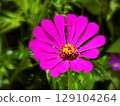 Zinnia flower blooming in a garden 129104264
