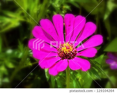 Zinnia flower blooming in a garden Zinnia flower blooming in a garden 129104264