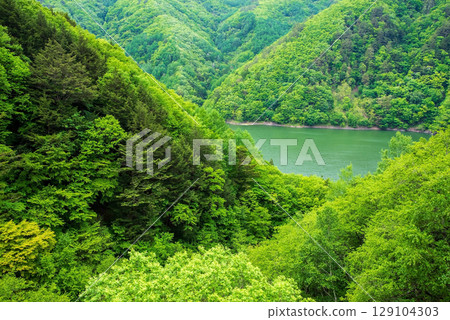Fresh greenery along Lake Azusa as seen from Nagano Prefectural Route 26, Nakagawa-Kiso Line Fresh greenery along Lake Azusa as seen from Nagano Prefectural Route 26, Nakagawa-Kiso Line 129104303
