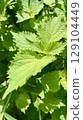 [Vegetables] Vigorously growing green shiso | Summer condiment, pesticide-free vegetables 129104449