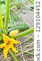 [Vegetables] Zucchini fruit | Flowering and before harvest 129104452