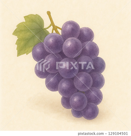 Purple grape watercolor illustration 129104501