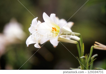 easter lily easter lily 129104731