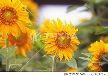 A row of sunflowers 129104757