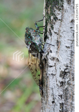 Min-min saury stopping in the tree Min-min saury stopping in the tree 129104795