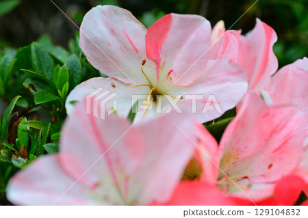 綏爛盛開的皋月 129104832