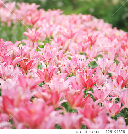 可愛的粉紅色百合 可愛的粉紅色百合 129104858